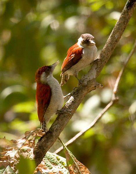 Scarlet-backed woodpecker Sapayoa Ecuador Bird Photos Photo Keywords veniliornis callonotus