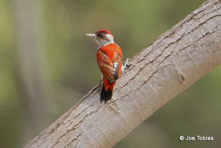 Scarlet-backed woodpecker Photos of Scarletbacked Woodpecker Veniliornis callonotus the