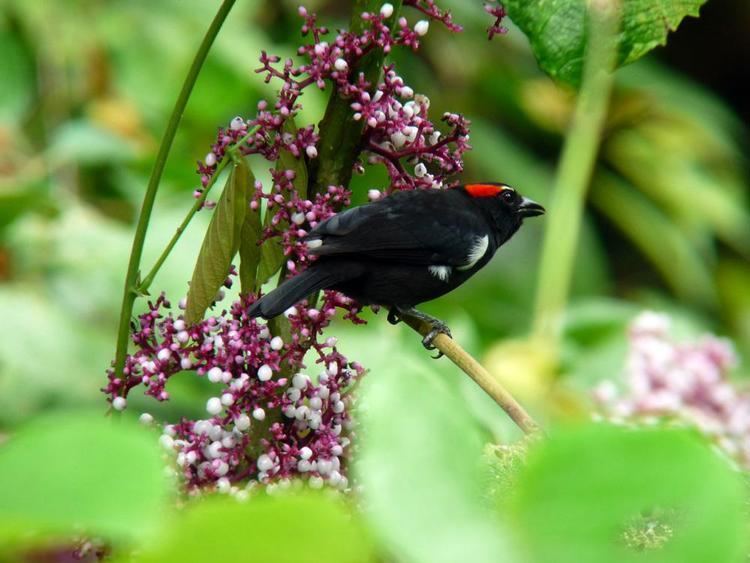 Scarlet-browed tanager wwwhbwcomsitesdefaultfilesstylesibc1kpubl