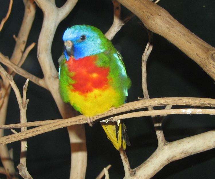 Scarlet-chested parrot httpsuploadwikimediaorgwikipediacommonsdd