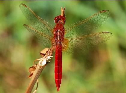 Scarlet dragonfly Pictures Scarlet darter dragonfly Crocothemis erythraea