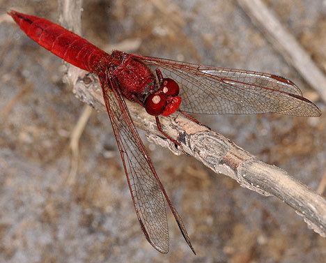 Scarlet dragonfly insectoidinfopicturesscarletdragonflytopviewjpg