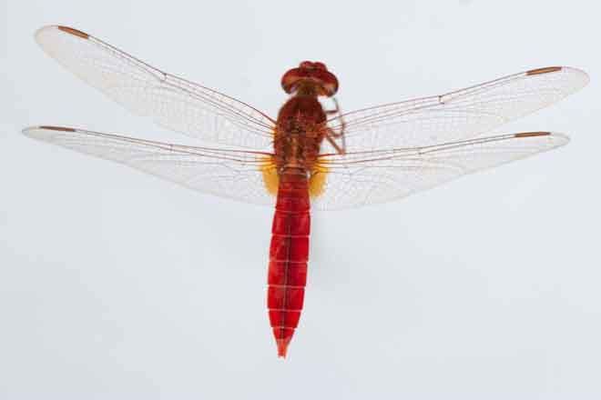Scarlet dragonfly Broad Scarlet Dragonfly Crocothemis Erythraea Okavango Guiding