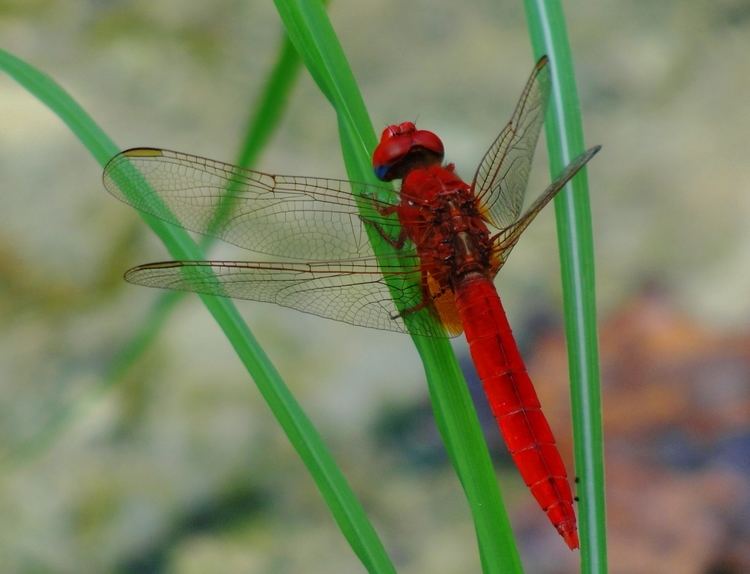 Scarlet dragonfly scarlet dragonfly Braman39s Wanderings