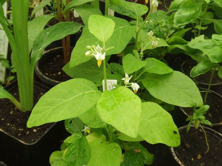 Scarlet eggplant (jiló) full screen, top view. Formerly Solanum gilo, now  considered a group of cultivars of Solanum aethiopicum, is the fruit of the  herbaceous plant Jiloeiro. Cultivated in Brazil. Stock Photo