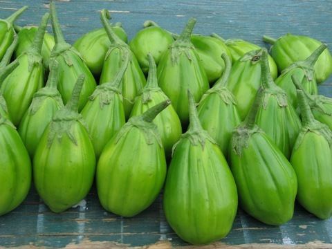 Scarlet eggplant (jiló) full screen, top view. Formerly Solanum gilo, now  considered a group of cultivars of Solanum aethiopicum, is the fruit of the  herbaceous plant Jiloeiro. Cultivated in Brazil. Stock Photo