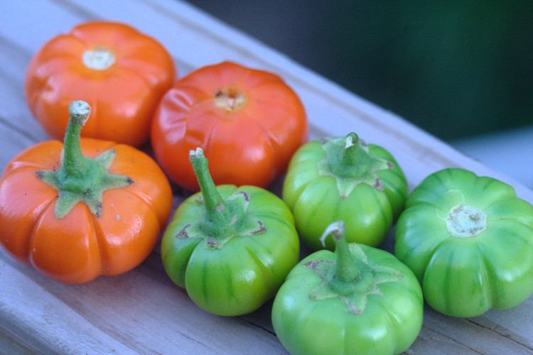 Scarlet eggplant (jiló) full screen, top view. Formerly Solanum gilo, now  considered a group of cultivars of Solanum aethiopicum, is the fruit of the  herbaceous plant Jiloeiro. Cultivated in Brazil. Stock Photo