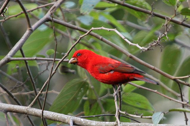 Scarlet finch Oriental Bird Club Image Database Photographers