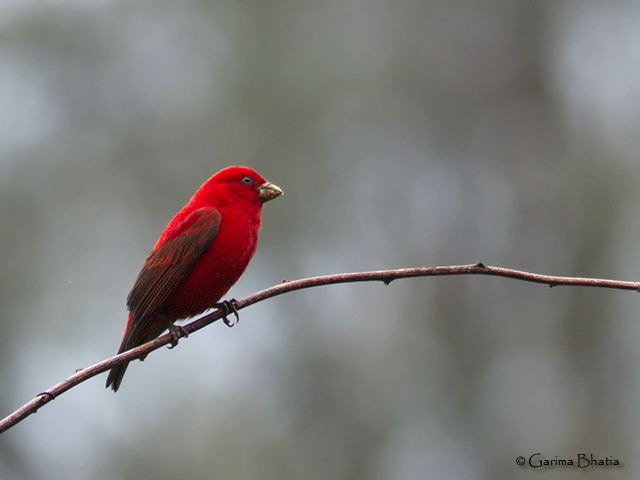 Scarlet finch Oriental Bird Club Image Database Scarlet Finch Haematospiza sipahi