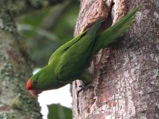 Scarlet-fronted parakeet Aratinga Discover Life
