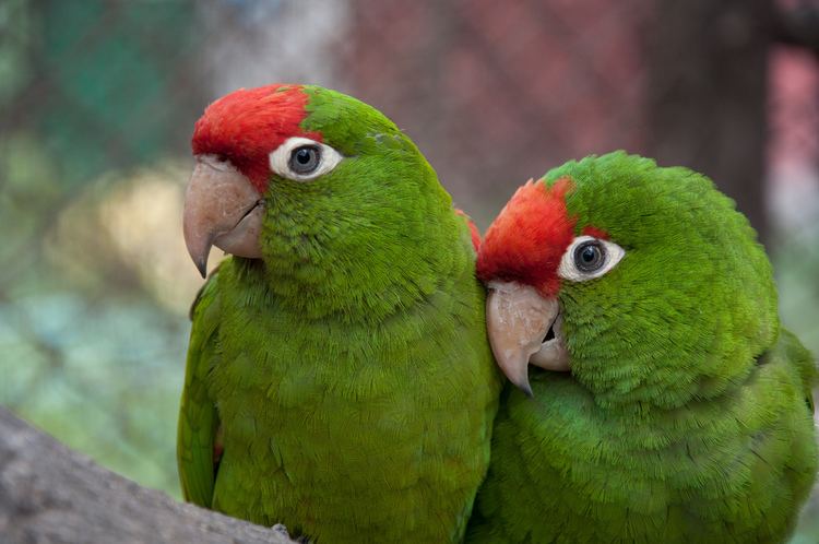 Scarlet-fronted parakeet Loro frente roja scarletfronted parakeet Aratinga wagle Flickr
