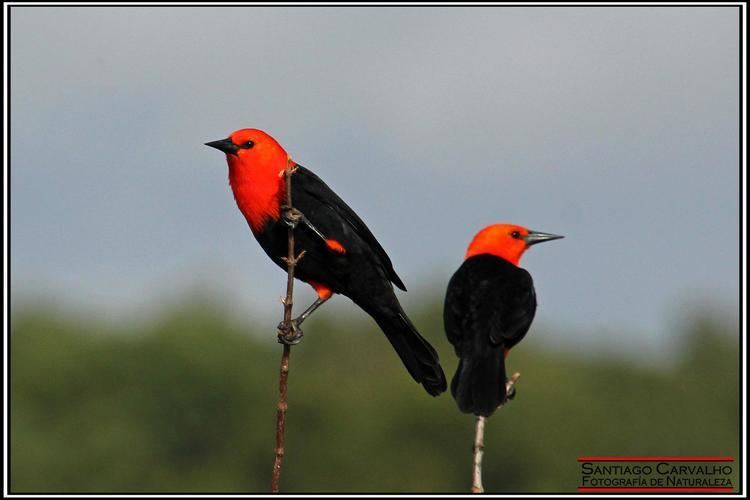 Scarlet-headed blackbird Scarletheaded Blackbird Amblyramphus holosericeus Una pareja en