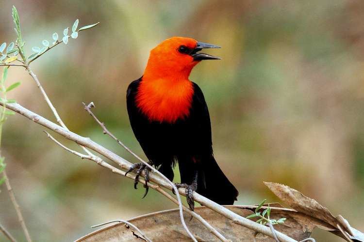 Scarlet-headed blackbird Bird Watching Tours Special Interest Tours
