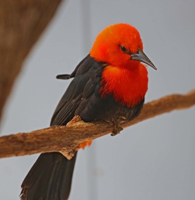 Scarlet-headed blackbird Pictures and information on Scarletheaded Blackbird