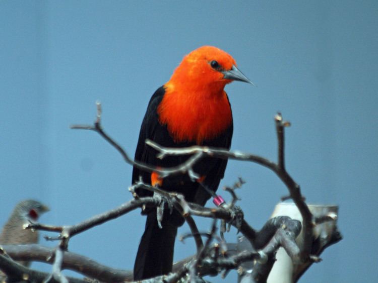 Scarlet-headed blackbird FileScarletheaded Blackbird SMTCjpg Wikimedia Commons
