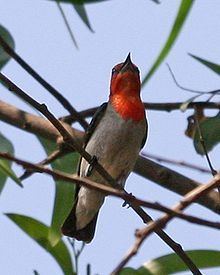 Scarlet-headed flowerpecker httpsuploadwikimediaorgwikipediacommonsthu