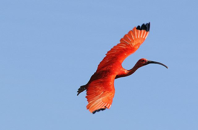 Scarlet ibis National Aquarium Scarlet Ibis