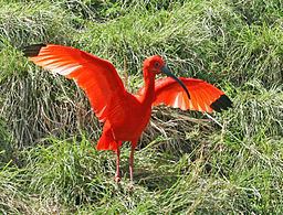 Scarlet ibis httpsuploadwikimediaorgwikipediacommonsthu