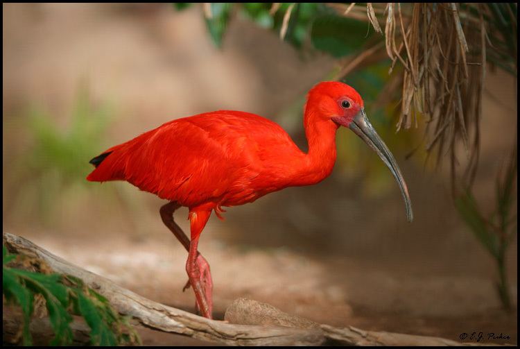 Scarlet ibis Scarlet Ibis Page