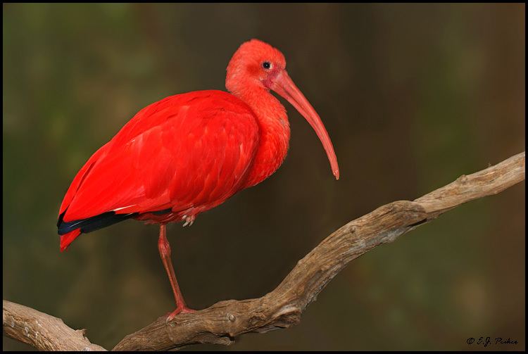 Scarlet ibis 1000 images about quotThe Scarlet Ibisquot by James Hurst on Pinterest