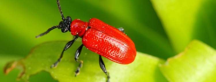 Scarlet lily beetle Scarlet Lily Beetle Treatment amp Control Love The Garden