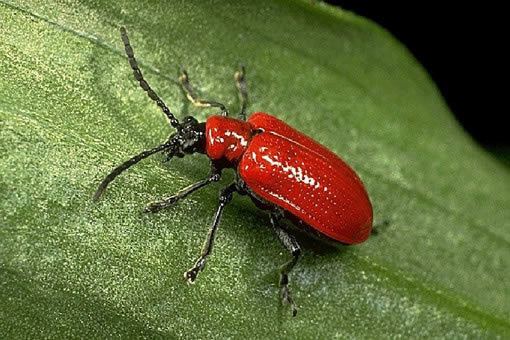 Scarlet lily beetle HOW CAN YOU GET RID OF THE RED LILY BEETLE The Garden of Eaden