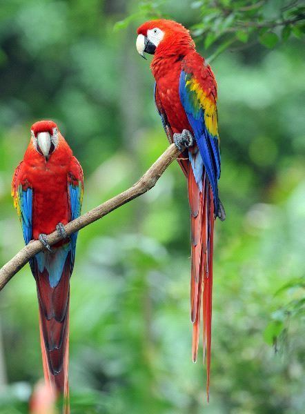 Scarlet macaw Scarlet Macaw Animal Facts and Information