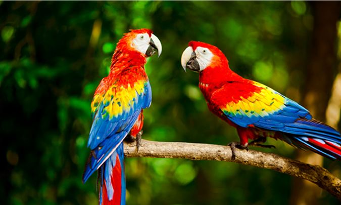 Scarlet macaw Scarlet Macaw Southwick39s Zoo