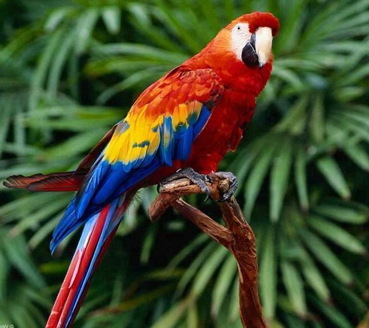 Scarlet macaw Scarlet Macaw Beautiful Sassy Bird Ecuador Birding Tours