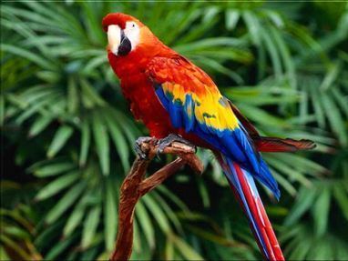 Scarlet macaw bransonswildworldcomwpcontentuploads201305S