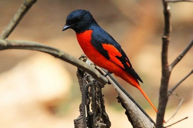 Scarlet minivet Oriental Bird Club Image Database Scarlet Minivet Pericrocotus