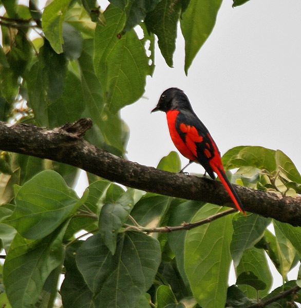 Scarlet minivet Scarlet minivet Wikipedia