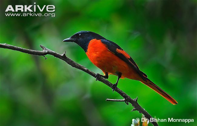 Scarlet minivet Scarlet minivet videos photos and facts Pericrocotus flammeus