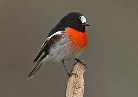 Scarlet robin Scarlet Robin BirdLife Australia