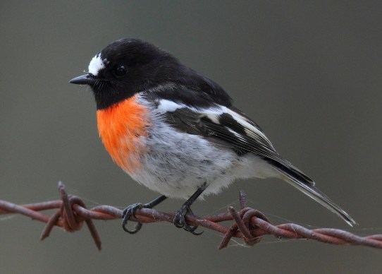 Scarlet robin Scarlet Robin Environment Planning and Sustainable Development