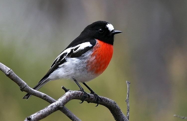 Scarlet robin 1000 images about Robins Australia on Pinterest Scarlet Birds