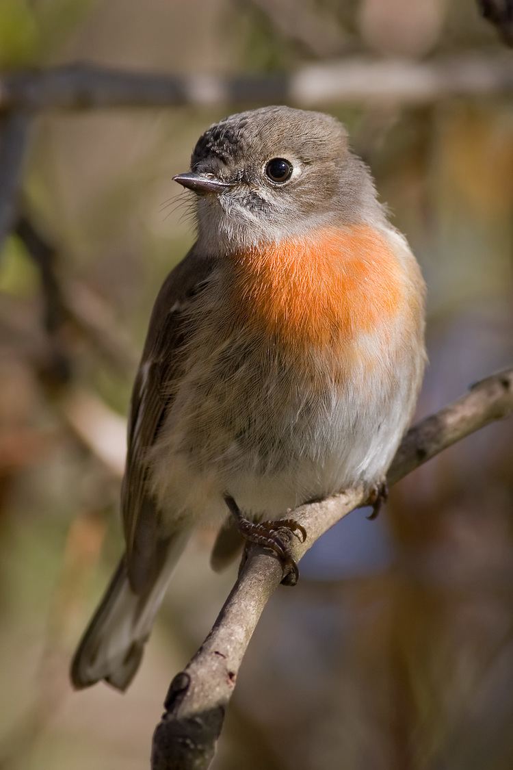 Scarlet robin Scarlet robin Wikipedia