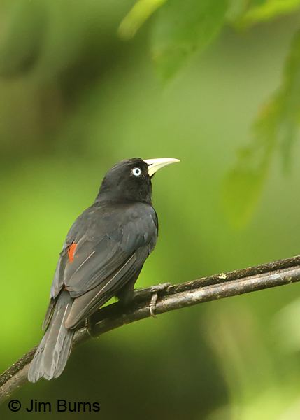 Scarlet-rumped cacique Costa Rica Scarletrumped Cacique