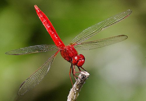 Scarlet skimmer Scarlet Skimmer Photographed at Fairchild Tropical Botanic Flickr