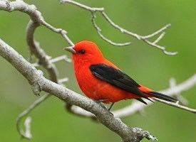 Scarlet tanager Scarlet Tanager Identification All About Birds Cornell Lab of