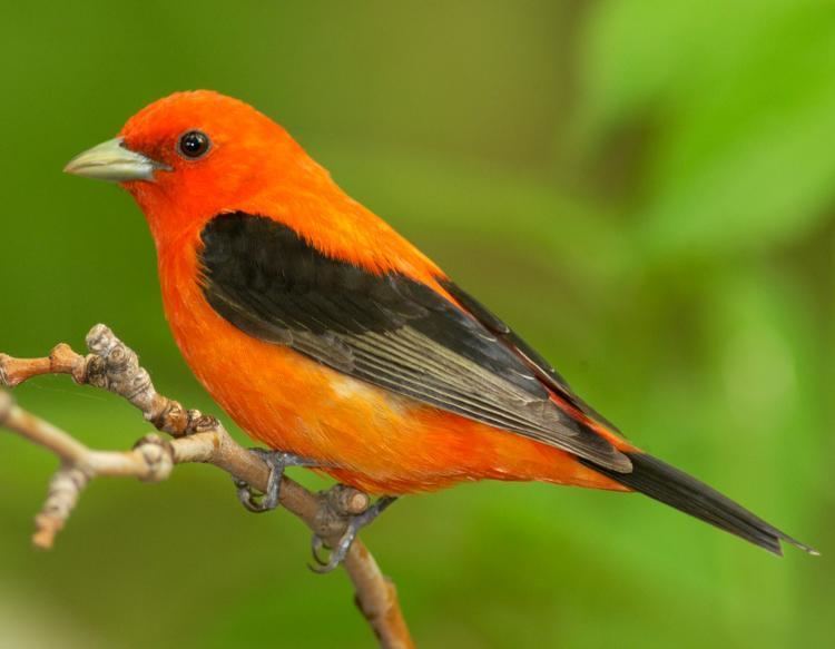 Scarlet tanager Scarlet Tanager MDC Discover Nature