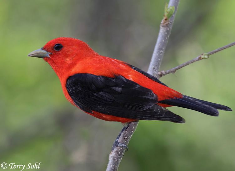 Scarlet tanager Scarlet Tanager South Dakota Birds and Birding