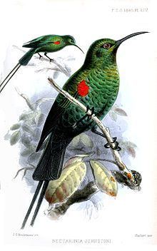 Scarlet-tufted sunbird httpsuploadwikimediaorgwikipediacommonsthu