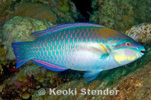 Scarus Family Scaridae Parrotfishes