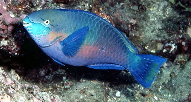 Scarus wwwfishbaseseimagesspeciesScquom0jpg