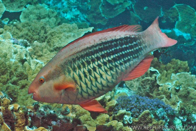 Scarus Scarus frenatus