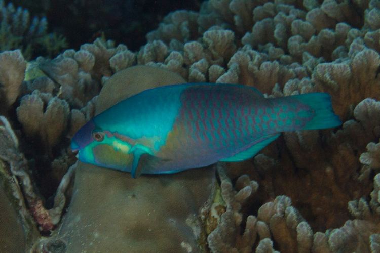 Scarus dimidiatus fishesofaustralianetauImagesImageScarusDimidi