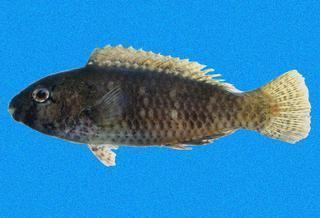 Scarus Scarus ghobban Bluebarred Parrotfish Discover Life