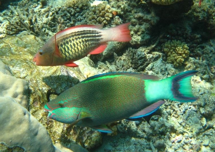 Scarus frenatus Bridled Parrotfish Nautilus Scuba Club Cairns
