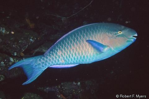 Scarus ghobban Scarus ghobban Bluebarred Parrotfish Bluechin Parrotfish Blue
